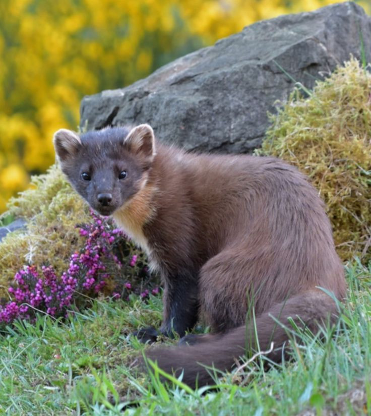  Chồn marten thích nghi tốt với môi trường lạnh: Chồn marten, một loài chồn sống ở khu vực Bắc Mỹ và châu Âu, có lớp lông dày giúp chúng chịu được khí hậu lạnh và thường sống trong các khu rừng rậm. Ảnh: Pinterest.