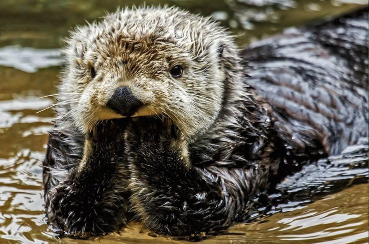  Tính cách "tinh nghịch" của rái cá: Rái cá rất thông minh và thường xuyên tham gia vào các hoạt động chơi đùa, chẳng hạn như trượt trên băng hoặc lăn tròn trên đất, điều này giúp chúng rèn luyện kỹ năng và duy trì tâm trạng tích cực. Ảnh: Pinterest.