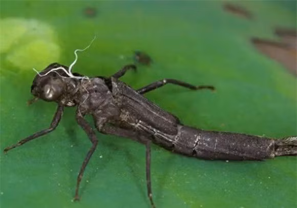 Bac thay diet muoi bi bat so luong lon lam mon ngon