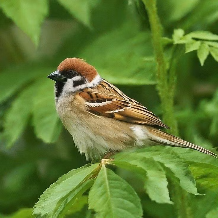  3. Chim sẻ có khả năng "kể chuyện" qua hót. Mỗi loài chim sẻ có một loạt các âm thanh đặc trưng mà chúng dùng để giao tiếp, cảnh báo mối nguy hiểm hoặc thu hút bạn tình. Chim sẻ đực đặc biệt hót để thu hút con cái trong mùa sinh sản. Ảnh: Pinterest.