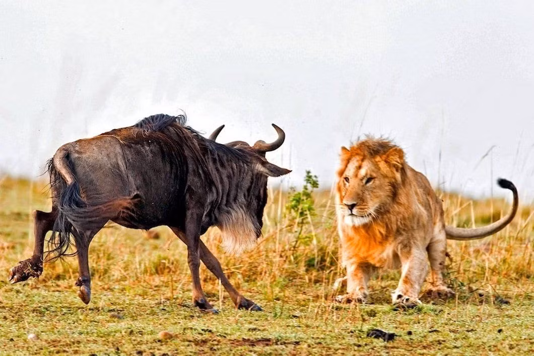  1. Sư tử. Sư tử là những thợ săn bầy đàn tài giỏi. Chúng thường săn mồi theo nhóm, phân chia vai trò rõ ràng: con đực mạnh mẽ tấn công trực diện, trong khi con cái di chuyển linh hoạt để bao vây con mồi từ phía sau. Điều này tăng cơ hội thành công khi săn con mồi lớn như linh dương đầu bò. Ảnh: Pinterest.