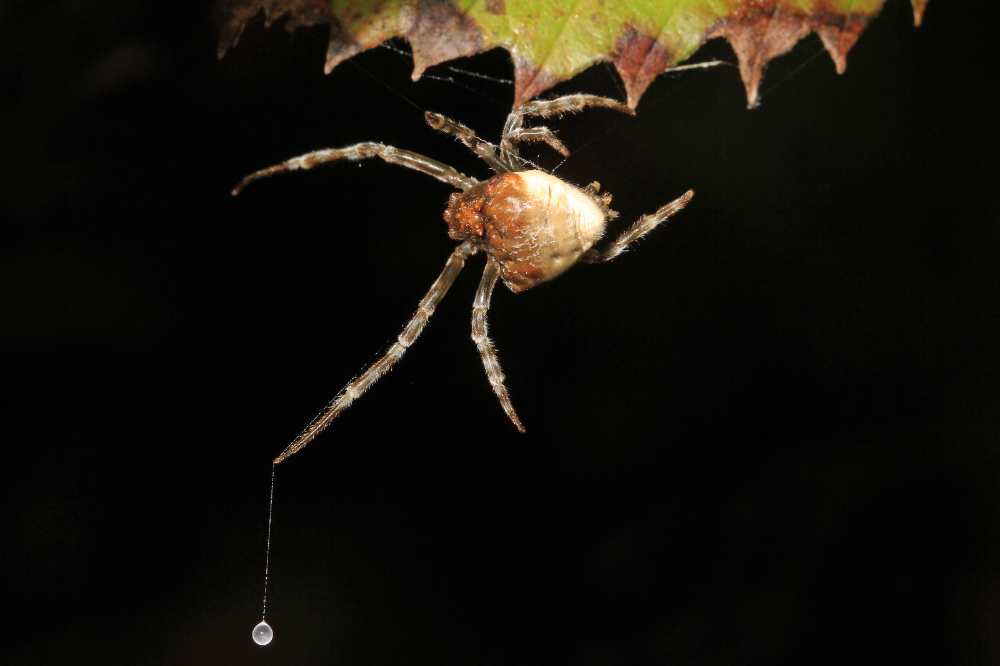  5. Nhện tơ dính. Nhện lưới không dệt mạng như các loài nhện khác mà thay vào đó, chúng sử dụng một sợi tơ dính giống như "dây câu" để bắt con mồi. Sợi tơ này có mùi giống pheromone của côn trùng cái để dụ con đực đến, giúp nhện dễ dàng bắt lấy nạn nhân. Ảnh: Pinterest.