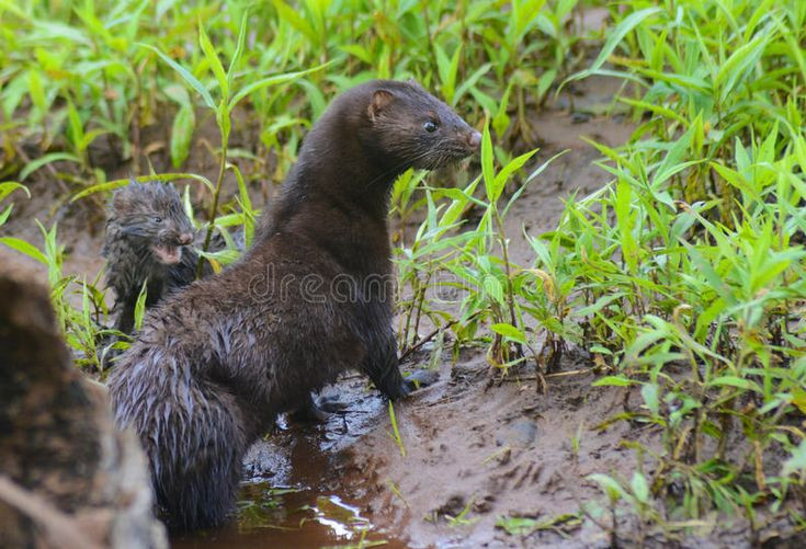  10. Chồn sương. Chồn sương là loài động vật săn mồi linh hoạt, có thể bơi giỏi và leo trèo tốt. Chúng thường săn bắt cả trên cạn và dưới nước, từ cá, chim cho đến các loài động vật nhỏ. Khả năng rình rập và tốc độ di chuyển nhanh giúp chúng dễ dàng tiếp cận và tóm lấy con mồi. Ảnh: Pinterest.