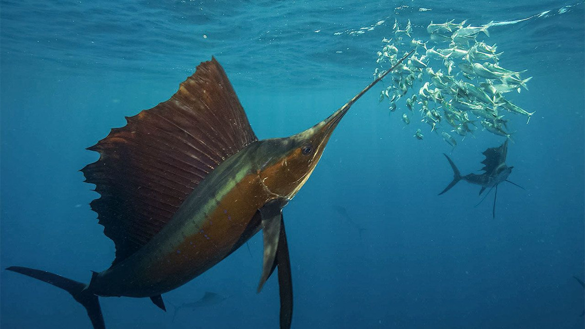  9. Cá kiếm. Cá kiếm là một trong những loài cá nhanh nhất đại dương, có thể bơi với tốc độ 110 km/h. Chúng sử dụng mũi dài, giống như kiếm, để quất vào đàn cá nhỏ, gây choáng và làm rối loạn để dễ dàng bắt con mồi. Ảnh: Pinterest.