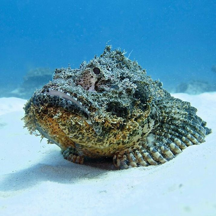  14. Cá đá. Cá đá là một trong những loài cá độc đáonhất, có màu sắc và hình dạng giống như đá, giúp ngụy trang hoàn hảo trong môi trường sống. Khi con mồi đến gần, chúng tung một cú tấn công chớp nhoáng, hạ gục con mồi một cách nhanh chóng. Ảnh: Pinterest.