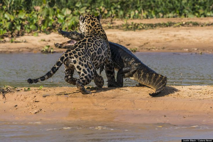  4. Báo đốm Nam Mỹ. Báo đốm Nam Mỹ là loài mèo săn mồi cừ khôi, có cú cắn cực kỳ mạnh mẽ. Chúng thường cắn thẳng vào hộp sọ con mồi để giết chết nhanh chóng, khác với các loài mèo lớn khác thường cắn vào cổ để làm ngạt. Ảnh: Pinterest.