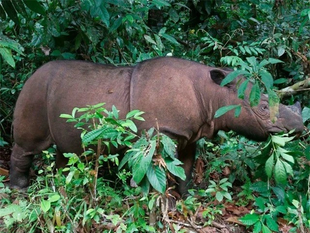  Tê giác Sumatra: Đây là loài tê giác duy nhất có 2 sừng của châu Á. Chúng sống ở rừng núi Malaysia, Myanmar và Indonesia. Nó đang là loài tê giác nguy cấp nhất thế giới, cùng với tên giác Javan. Trên thế giới hiện chỉ còn 220 – 275 cá thể