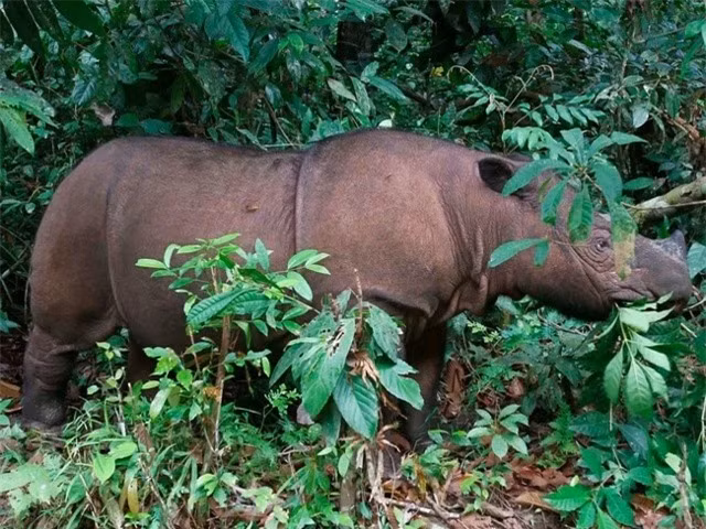  Tê giác Sumatra: Đây là loài tê giác duy nhất có 2 sừng của châu Á. Chúng sống ở rừng núi Malaysia, Myanmar và Indonesia. Nó đang là loài tê giác nguy cấp nhất thế giới, cùng với tên giác Javan. Trên thế giới hiện chỉ còn 220 – 275 cá thể