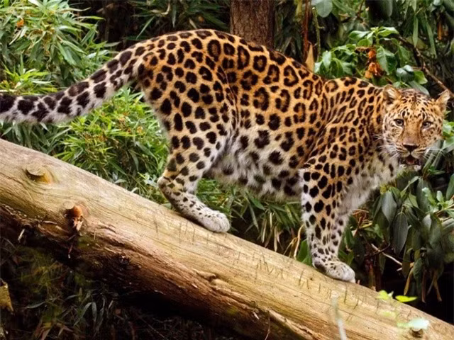  Báo Amur: Báo Amur là biểu tượng loài kiêu sa, đẹp bậc nhất châu Á. Đáng tiếc, chúng đang có nguy cơ biến mất, hiện chỉ còn 60 cá thể ngoài tự nhiên. Loài người săn lùng báo Amur để lấy da và lông, đẩy chúng vào cảnh tuyệt chủng ở Trung Quốc và Hàn Quốc. Hiện tại báo Amur chỉ còn ở khu vực sông Amur – Hắc Long Giang của Nga.