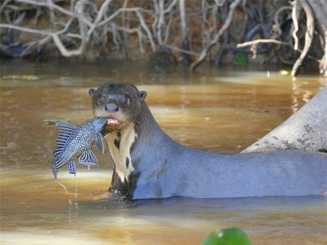  Rái cá khổng lồ: Pháp danh khoa học của rái cá khổng lồ là Pteronura brasiliensis. Chúng là loài rái cá lớn nhất thế giới, có thể dài đến 1,8m. Hiện tại, loài rái cá này rất quý hiếm, chỉ còn khoảng vài nghìn con trong tự nhiên ở Nam Mỹ.