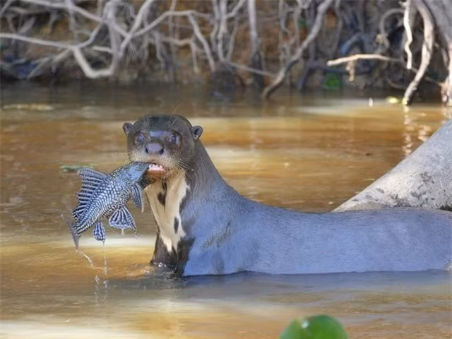  Rái cá khổng lồ: Pháp danh khoa học của rái cá khổng lồ là Pteronura brasiliensis. Chúng là loài rái cá lớn nhất thế giới, có thể dài đến 1,8m. Hiện tại, loài rái cá này rất quý hiếm, chỉ còn khoảng vài nghìn con trong tự nhiên ở Nam Mỹ.