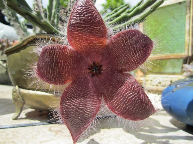  Hoa sao biển châu Phi (Stapelia gigantea). Loài hoa này màu đỏ và hình dạng giống thịt sống, và mùi hương cũng giống mùi thịt thối để thu hút ruồi giúp thụ phấn. Ảnh: Pinterest.