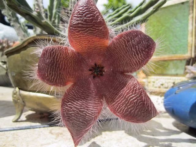  Hoa sao biển châu Phi (Stapelia gigantea). Loài hoa này màu đỏ và hình dạng giống thịt sống, và mùi hương cũng giống mùi thịt thối để thu hút ruồi giúp thụ phấn. Ảnh: Pinterest.