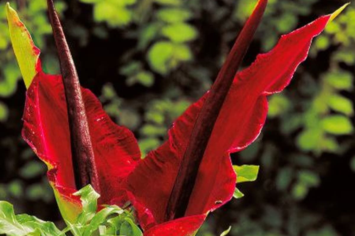  Hoa rồng (Dracunculus vulgaris). Hoa rồng có màu tím đỏ đậm, hình dáng lạ mắt và cuống hoa dài, khi nở có mùi hôi thối để thu hút côn trùng. Đây là loài cây có nguồn gốc từ Địa Trung Hải. Ảnh: Pinterest.