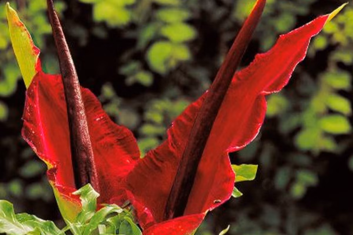  Hoa rồng (Dracunculus vulgaris). Hoa rồng có màu tím đỏ đậm, hình dáng lạ mắt và cuống hoa dài, khi nở có mùi hôi thối để thu hút côn trùng. Đây là loài cây có nguồn gốc từ Địa Trung Hải. Ảnh: Pinterest.