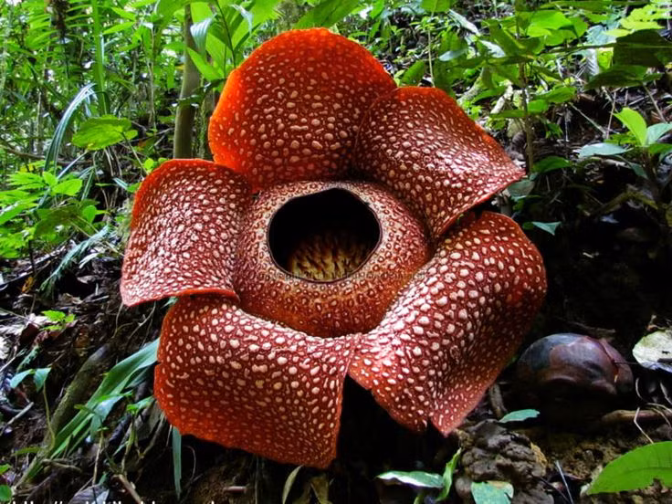  Hoa đại vương (Rafflesia arnoldii). Có đường kính lên tới 1 mét và nở trong rừng rậm Đông Nam Á, đây là một trong những loài hoa lớn nhất thế giới và có mùi hôi rất mạnh như thịt thối rữa, nhằm thu hút ruồi giúp quá trình thụ phấn. Ảnh: Pinterest.