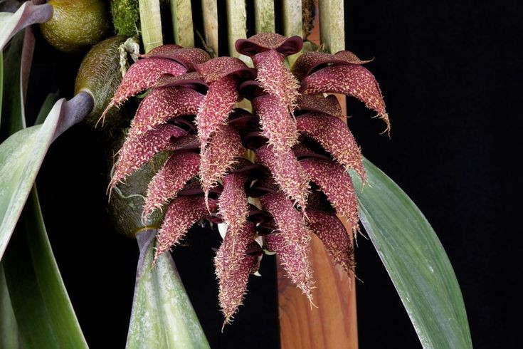  Hoa Bulbophyllum phalaenopsis. Đây là một loài lan đặc biệt, có hoa trông như những miếng thịt và mùi thì giống như thịt thối. Múi hương này hấp dẫn ruồi và bọ cánh cứng. Ảnh: Pinterest.