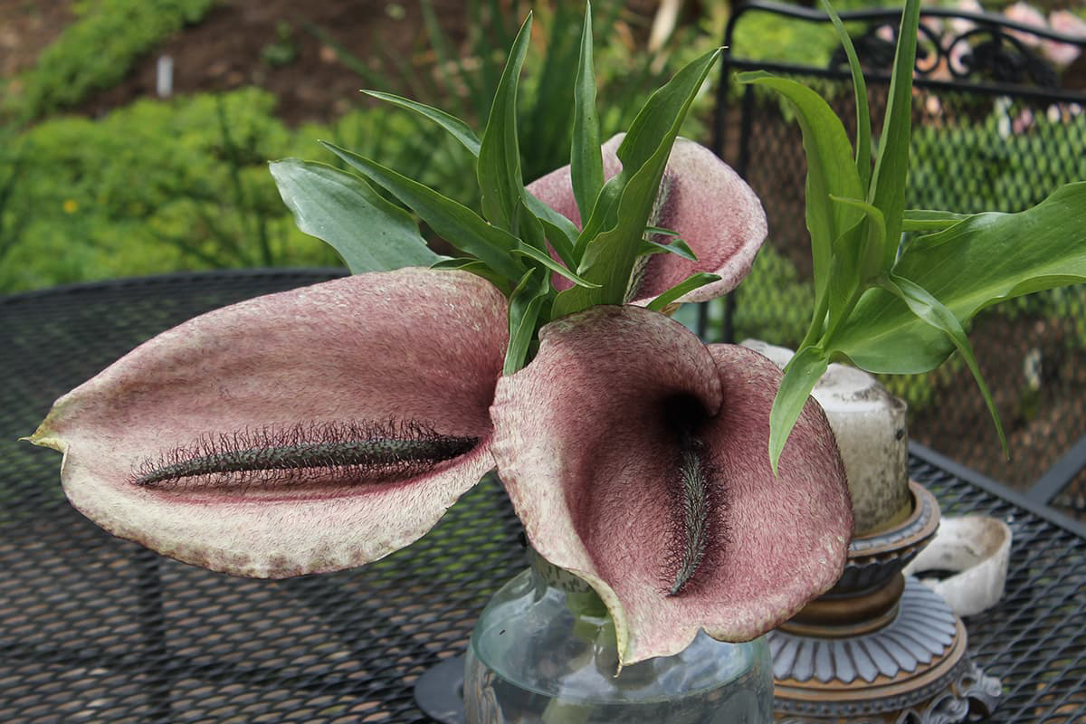  Hoa ly ngựa chết (Helicodiceros muscivorus). Loài hoa này có màu tím sẫm và mùi thối rữa giống như mùi xác chết, nhằm thu hút ruồi. Chúng mọc ở vùng Địa Trung Hải. Ảnh: Pinterest.