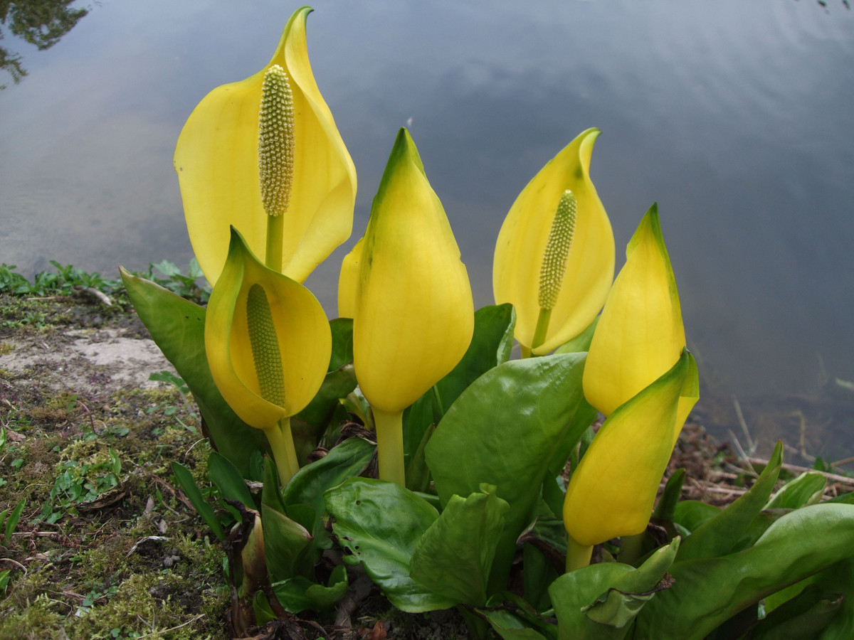  Hoa bắp vàng Mỹ (Lysichiton americanus). Loài hoa có màu vàng rực rỡ này thường mọc ở các khu vực đầm lầy ở Bắc Mỹ, tỏa ra mùi hương hăng hắc và khó chịu giống như mùi lưu huỳnh. Ảnh: Pinterest.