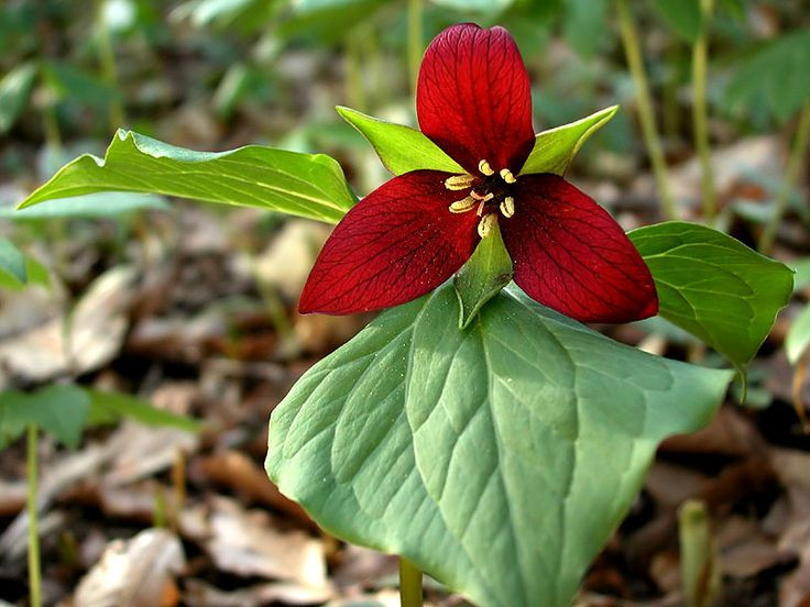  Hoa Trillium erectum. Loài hoa này có màu đỏ đậm giống thịt và tỏa ra mùi hôi khó chịu. Chúng là thực vật bản địa của vùng Bắc Mỹ. Ảnh: Pinterest.