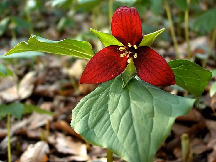 Hoa Trillium erectum. Loài hoa này có màu đỏ đậm giống thịt và tỏa ra mùi hôi khó chịu. Chúng là thực vật bản địa của vùng Bắc Mỹ. Ảnh: Pinterest.