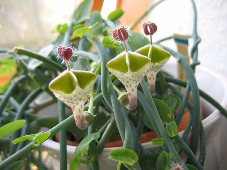  Hoa Ceropegia haygarthii. Loài hoa này có hình dạng giống chiếc lồng đèn nhỏ màu đỏ tím, tỏa ra mùi hôi nồng nặc để thu hút ruồi và côn trùng giúp thụ phấn. Ảnh: Pinterest.