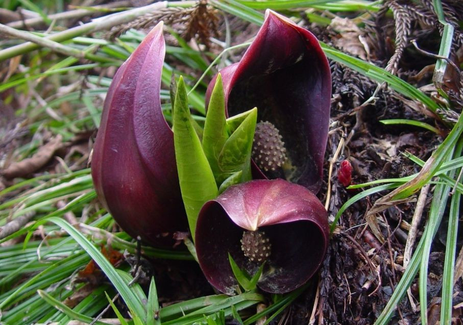  Hoa bắp cải chồn hôi (Symplocarpus foetidus). Hoa bắp cải chồn hôi có hình dáng giống một cái chồi, màu tím đỏ, thường mọc ở các đầm lầy và khu vực ẩm ướt. Chúng có mùi giống mùi chồn hôi để thu hút ruồi và côn trùng. Ảnh: Pinterest.
