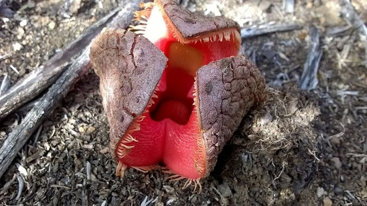  Hoa Hydnora africana. Loài hoa này có hình dáng giống nấm và phát ra mùi hôi nồng nặc như phân hoặc xác chết để thu hút bọ cánh cứng giúp thụ phấn. Chúng thường mọc trong các khu vực khô cằn của châu Phi. Ảnh: Pinterest.