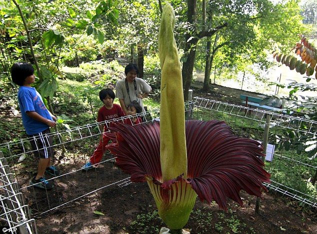 Titan Arum / Hoa xác thối (Amorphophallus titanum). Titan Arum là một trong những loài hoa lớn nhất thế giới và nổi tiếng với mùi thối rữa giống xác chết khi nở. Mùi này thu hút côn trùng như ruồi và bọ cánh cứng, giúp chúng thụ phấn cho hoa. Ảnh: Pinterest.
