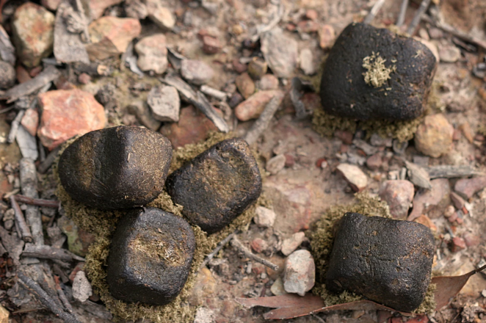  14. Wombat và phân vuông. Wombat, một loài thú có túi đào hang, nổi tiếng vì phân của nó có hình vuông. Điều này giúp phân không bị lăn khỏi các khu vực lãnh thổ đánh dấu của chúng. Ảnh: Pinterest.