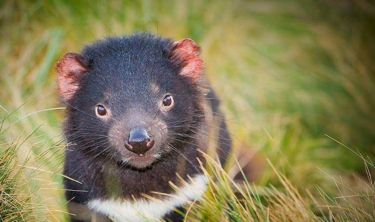  15. Khả năng tái sinh quỷ Tasmania. Quỷ Tasmania từng gần như tuyệt chủng do một căn bệnh ung thư lây lan. Tuy nhiên, chúng đang dần hồi phục nhờ các nỗ lực bảo tồn và khả năng thích nghi đáng kinh ngạc. Ảnh: Pinterest.