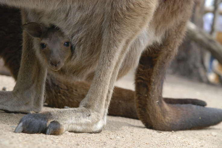  9. Khả năng sinh sản linh hoạt. Nhiều loài thú có túi, như kangaroo, có thể trì hoãn quá trình phát triển của phôi thai nếu điều kiện môi trường không thuận lợi, một hiện tượng gọi là embryonic diapause. Ảnh: Pinterest.