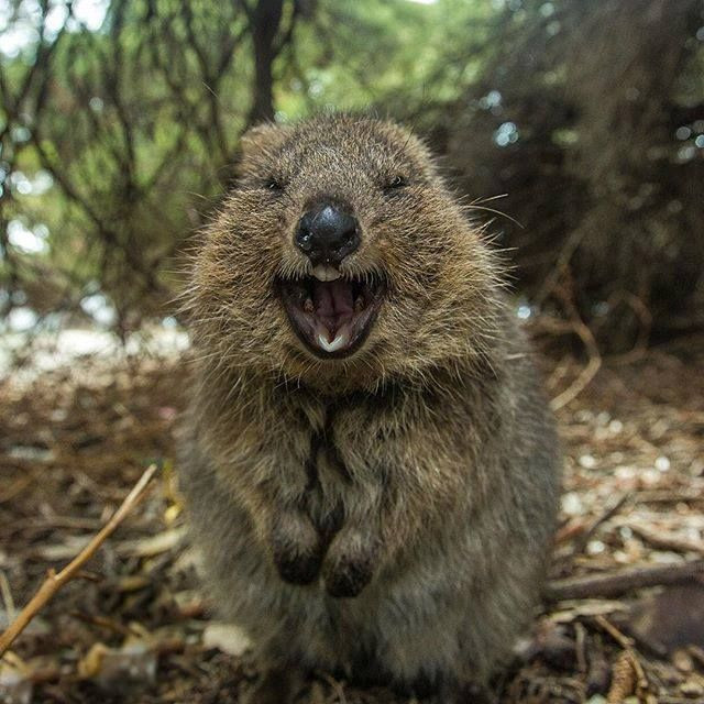  13. Thú có túi và môi trường khắc nghiệt. Nhiều loài thú có túi ở Australia thích nghi với điều kiện khí hậu khắc nghiệt. Ví dụ: quokka có khả năng sống sót mà không cần nước trong thời gian dài. Ảnh: Pinterest.