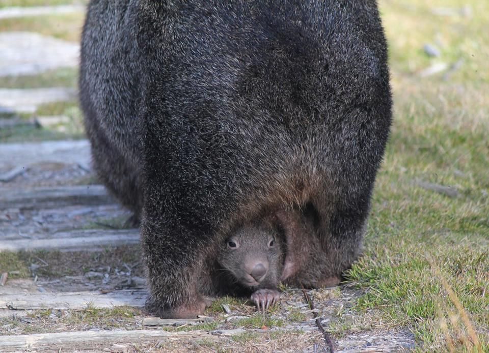  4. Túi không phải lúc nào cũng hướng về phía trước. Ở một số loài, túi không hướng về phía trước như kangaroo, mà hướng về phía sau. Ví dụ: wombat có túi mở phía sau để tránh đất cát rơi vào khi đào hang. Ảnh: Pinterest.