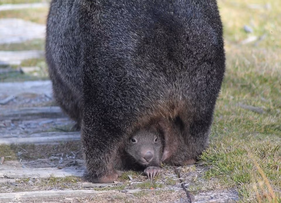  4. Túi không phải lúc nào cũng hướng về phía trước. Ở một số loài, túi không hướng về phía trước như kangaroo, mà hướng về phía sau. Ví dụ: wombat có túi mở phía sau để tránh đất cát rơi vào khi đào hang. Ảnh: Pinterest.