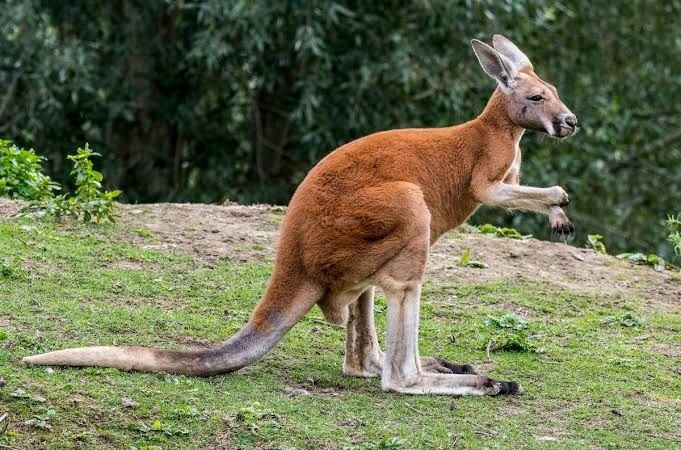  11. Kangaroo nhảy là một đặc điểm tiến hóa. Cách di chuyển bằng cách nhảy của kangaroo giúp chúng tiết kiệm năng lượng khi di chuyển đường dài trên các đồng cỏ rộng lớn ở Australia. Ảnh: Pinterest.