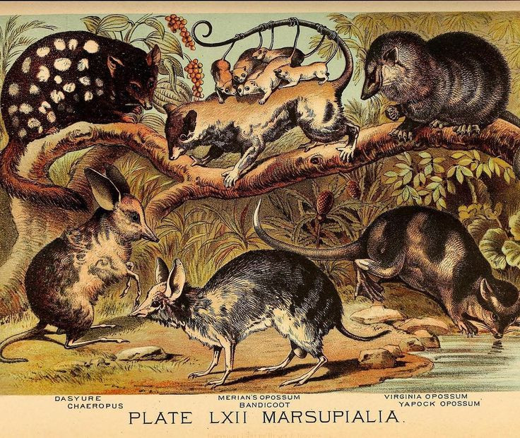  3. Sự cạnh tranh với thú có nhau thai. Ở hầu hết các nơi trên thế giới, thú có túi bị thú có nhau thai (placental mammals) lấn át. Tuy nhiên, ở Australia, thú có túi phát triển mạnh mẽ vì sự cách ly địa lý. Ảnh: Pinterest.