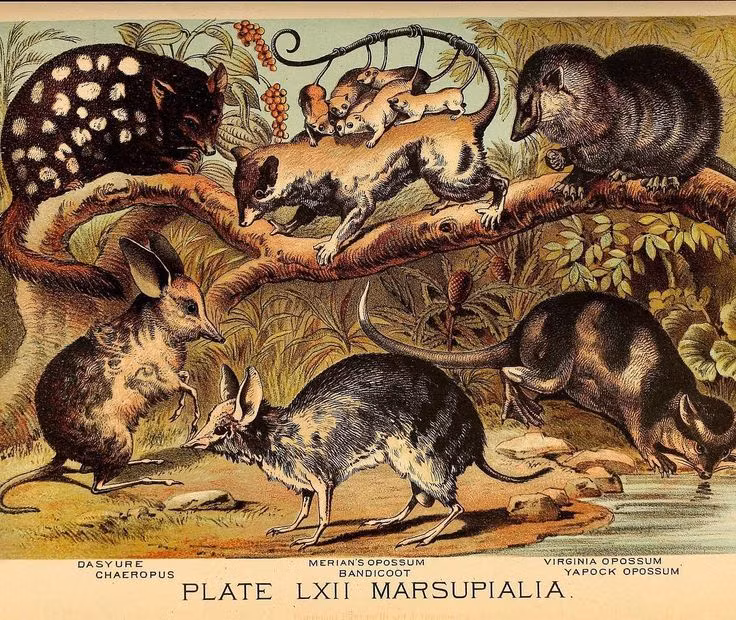  3. Sự cạnh tranh với thú có nhau thai. Ở hầu hết các nơi trên thế giới, thú có túi bị thú có nhau thai (placental mammals) lấn át. Tuy nhiên, ở Australia, thú có túi phát triển mạnh mẽ vì sự cách ly địa lý. Ảnh: Pinterest.