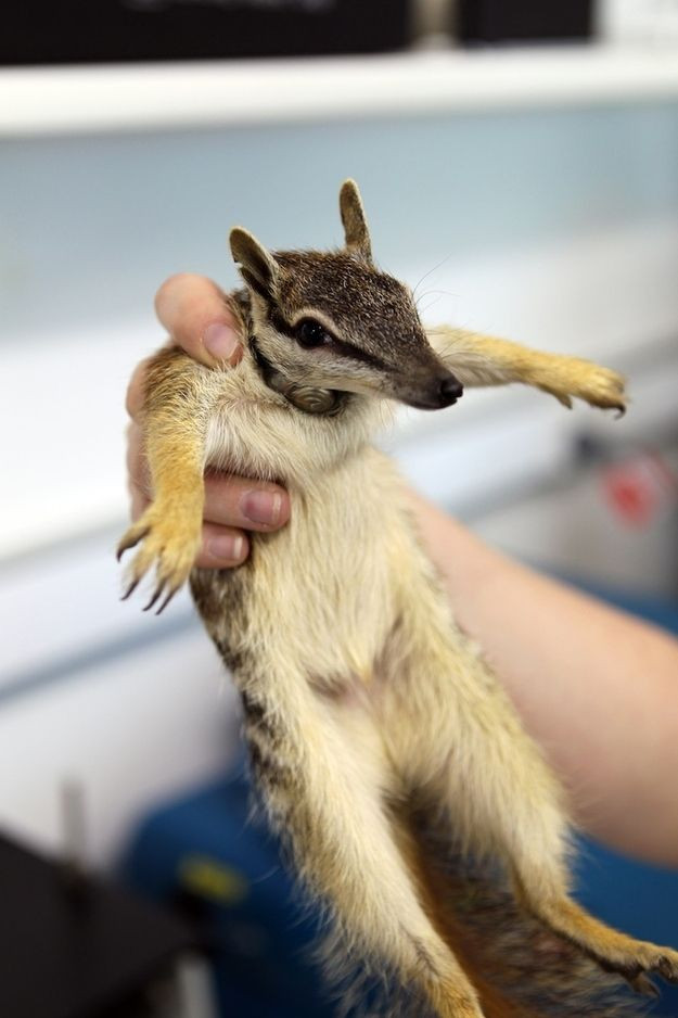  6. Không phải loài nào cũng có túi rõ ràng. Một số loài thú có túi như numbat không có túi thật sự, mà chỉ có nếp da để bảo vệ con non. Ảnh: Pinterest.