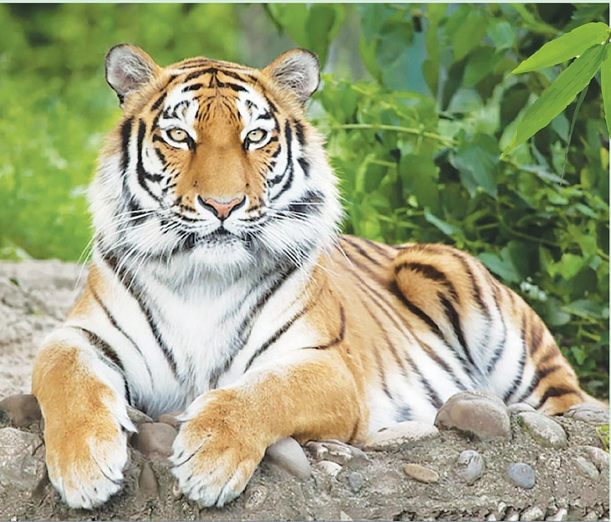  Tuổi Dần: Người tuổi Dần dù là đàn ông hay phụ nữ đều thông minh, tinh tế và có trách nhiệm. 