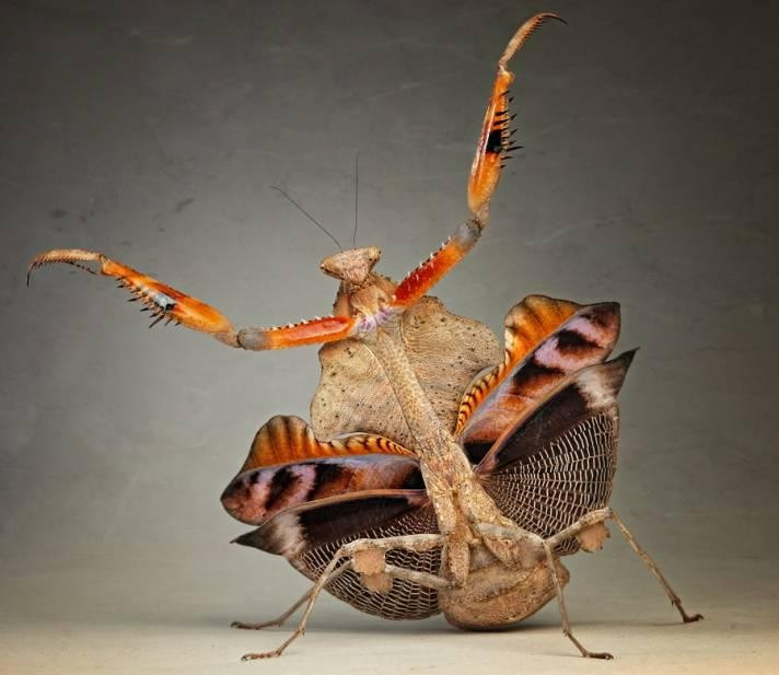  12. Tư thế "võ sĩ kungfu". Khi bị đe dọa, một số loài bọ ngựa dựng chân trước lên, mở rộng đôi cánh để trông lớn hơn và đe dọa kẻ thù, giống như đang thi triển kungfu. Ảnh: Pinterest.
