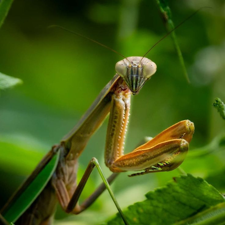  6. Kỹ năng phục kích độc đáo. Bọ ngựa là thợ săn phục kích. Chúng thường bất động, chờ con mồi đến gần rồi dùng chân trước nhanh như chớp để tóm lấy. Ảnh: Pinterest.
