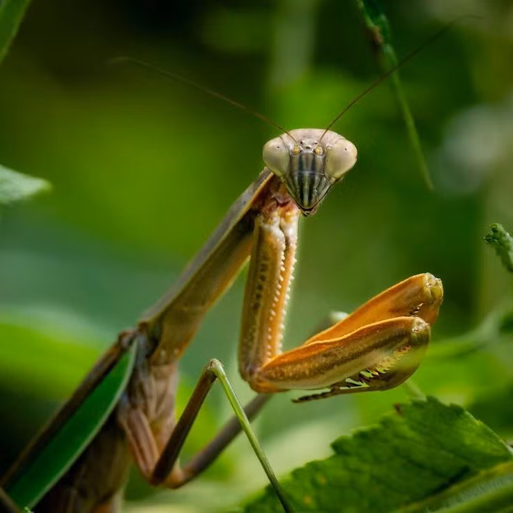  6. Kỹ năng phục kích độc đáo. Bọ ngựa là thợ săn phục kích. Chúng thường bất động, chờ con mồi đến gần rồi dùng chân trước nhanh như chớp để tóm lấy. Ảnh: Pinterest.