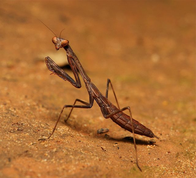  1. "Tư thế cầu nguyện". Bọ ngựa có tư thế đứng đặc trưng với hai chân trước chắp lại như đang cầu nguyện, nhưng thực ra đây là một tư thế phục kích, sẵn sàng bắt mồi. Ảnh: Pinterest.