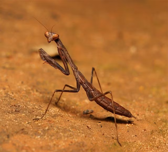  1. "Tư thế cầu nguyện". Bọ ngựa có tư thế đứng đặc trưng với hai chân trước chắp lại như đang cầu nguyện, nhưng thực ra đây là một tư thế phục kích, sẵn sàng bắt mồi. Ảnh: Pinterest.