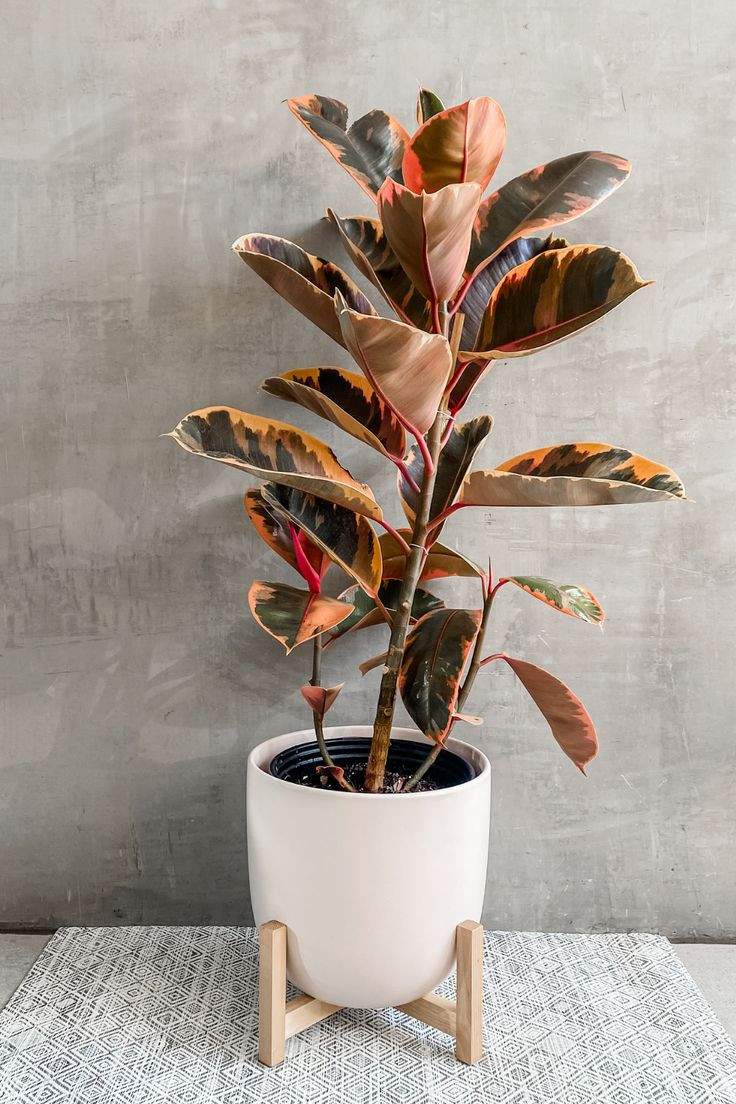  17. Ficus elastica (Đa búp đỏ). Lá lớn, có màu sắc pha trộn giữa xanh, trắng và hồng, rất phù hợp trang trí nội thất. Ảnh: Pinterest.