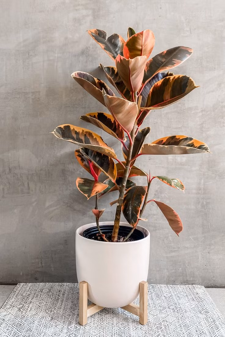  17. Ficus elastica (Đa búp đỏ). Lá lớn, có màu sắc pha trộn giữa xanh, trắng và hồng, rất phù hợp trang trí nội thất. Ảnh: Pinterest.