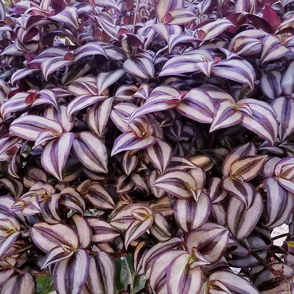  10. Tradescantia zebrina (Thài lài sọc). Lá có sọc xanh và tím bóng loáng, tạo hiệu ứng như kim loại khi ánh sáng chiếu vào. Ảnh: Pinterest.