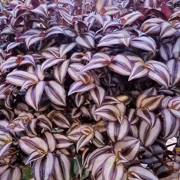  10. Tradescantia zebrina (Thài lài sọc). Lá có sọc xanh và tím bóng loáng, tạo hiệu ứng như kim loại khi ánh sáng chiếu vào. Ảnh: Pinterest.