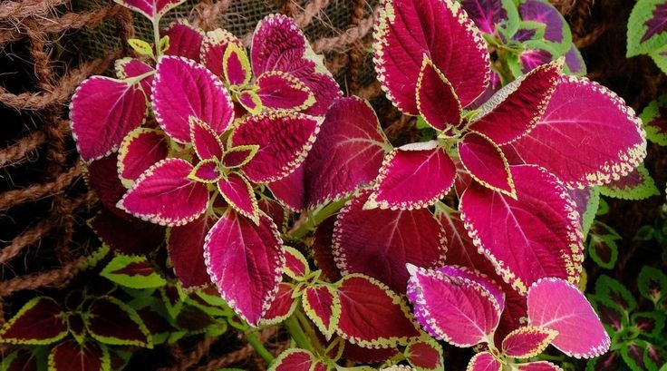  9. Coleus (Tía tô cảnh). Lá có màu sắc sặc sỡ như đỏ, vàng, tím, xanh lá cây với các đường viền hoặc hoa văn đối xứng tuyệt đẹp. Ảnh: Pinterest.